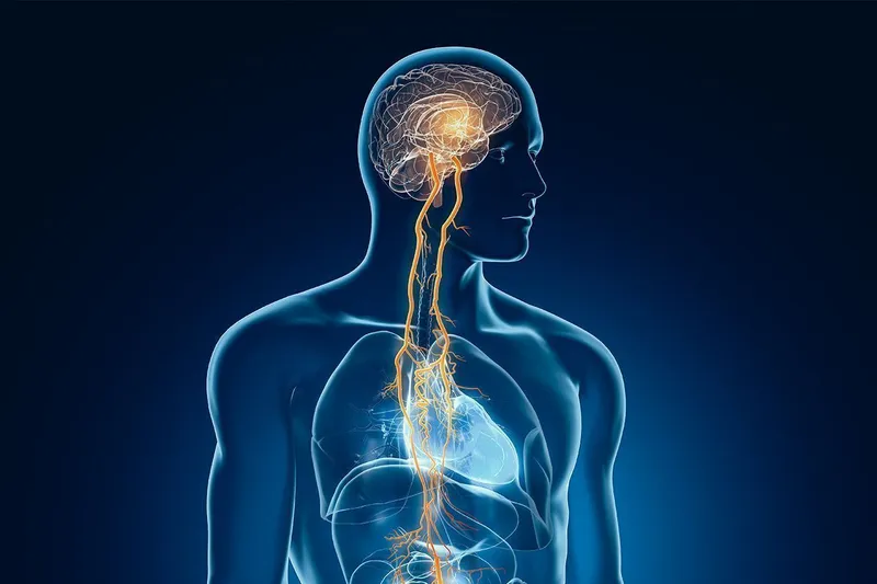 Verändert die Stimulation des Vagusnervs die Herzratenvariabilität (HRV) bei gesunden Menschen?